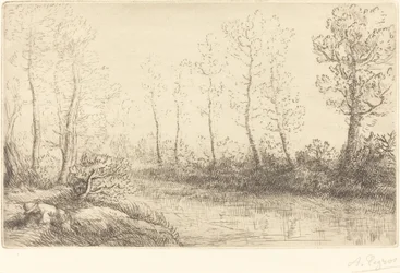 Birch Trees: Water