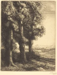 Corner of a Wood