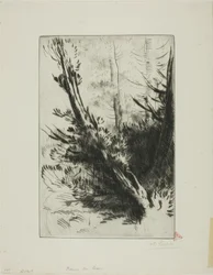 In a Wood