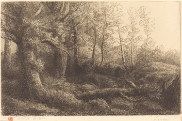 In the Forest