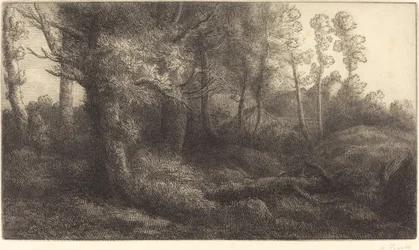 In the Forest