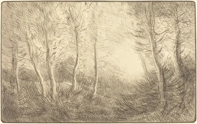 Sunrise, Woods of Clamard