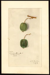 Actinidia deliciosa (Kiwifruit)