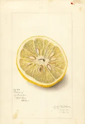 Ichang Orange (Citrus sinensis)