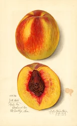 Peaches (Prunus persica: J.H. Hale)