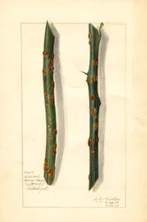 Two Diseased Orange Tree Twigs (Citrus sinensis)