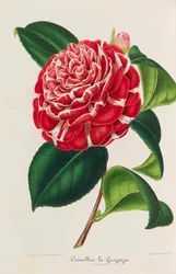 New Iconography of Camellias, 1850-1860