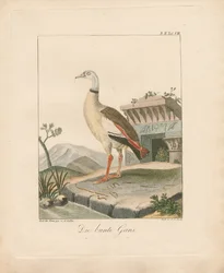 Egyptian Goose