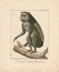 Greater Bearded Monkey