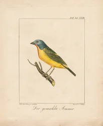 Painted Bunting