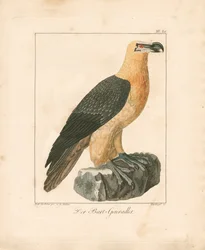 The Bearded Vulture