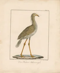 The Red-legged Seriema