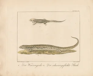 Turkish Gecko and Ocellated Skink