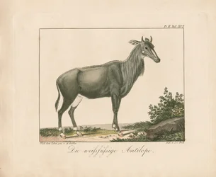 White-footed Antelope