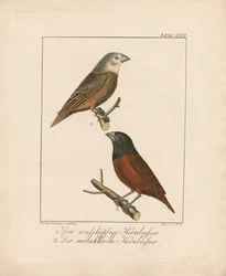 White-headed Grosbeak and Malaccan Grosbeak