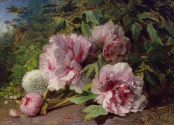 Study of Peonies