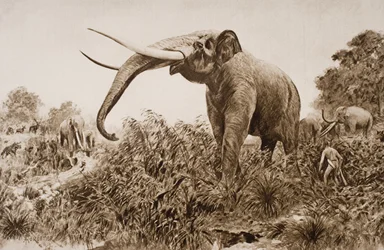 The Chatham Elephant, Illustration from 