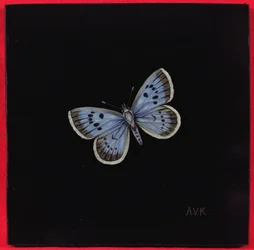 Large Blue Butterfly