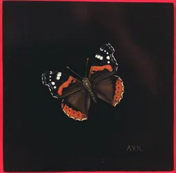 Red Admiral Butterfly