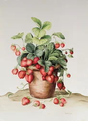 Strawberries in a Pot