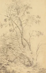 Trees at Bromley