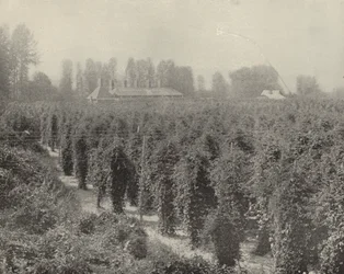 A Washington Hop Yard