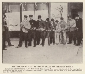 Keepers Force Feeding a Python at New York Zoo, USA