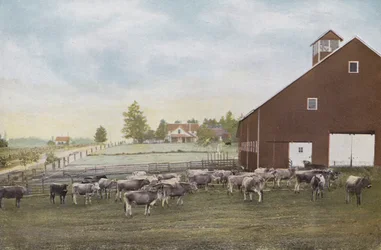 Oregon: Dairy Farm in Willamette Valley