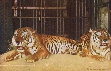 Chicago: Tigers in Lincoln Park