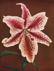 Lilies: Lilium Auratum, Crimson Queen