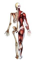 Anatomical Print of the Human Skeleton and Muscles