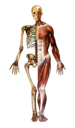 Anatomical Print of the Human Skeleton and Muscles