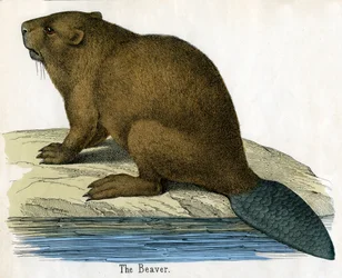 Antique Print of a Beaver