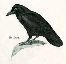 Antique Print of a Raven
