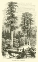 Giant Trees of California