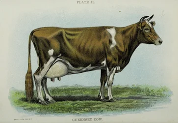 Guernsey Cow, from 