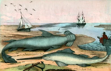 Hammerhead Shark and Sawfish