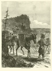 Pack-mules in the mountains, February 1863