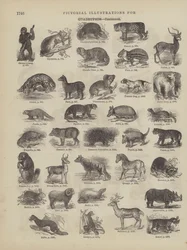 Page from Webster