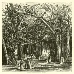 Picnic Under Banyan Trees
