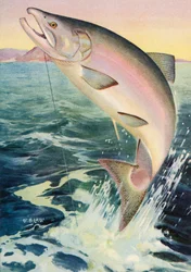 Sport Fishing: Leaping King Salmon