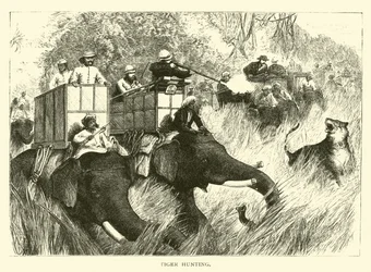 Tiger Hunting
