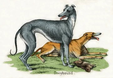 Two Greyhounds, from The Natural History of Animals