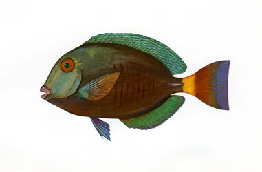 Vintage Print of a Brown Surgeonfish