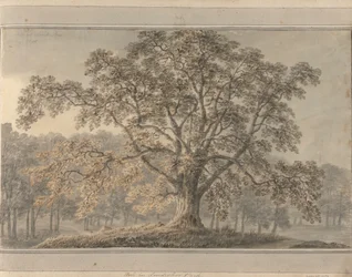 Ash in Londesbro Park, May 1800