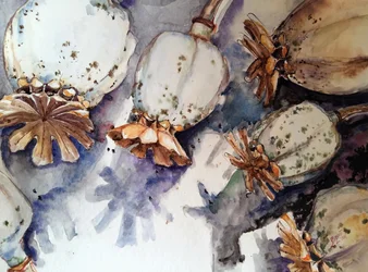 Dried Poppy Pods Watercolor