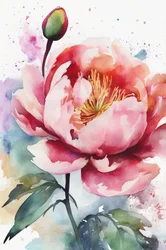 Pink Peony Bloom