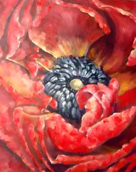 Vibrant Red Poppy