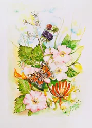 Wildflower Butterfly Garden