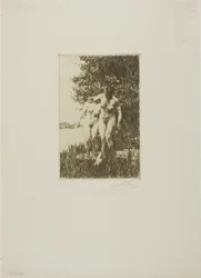 Alder